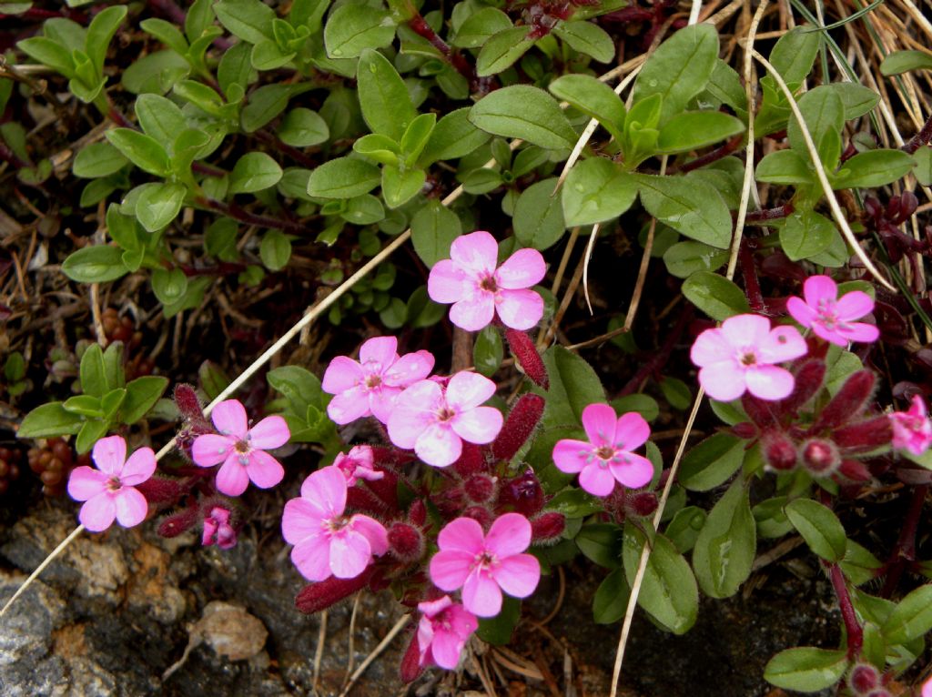 Saponaria ocymoides